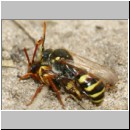 Nomada lathburiana - Wespenbiene 04g 10mm Paarung.jpg